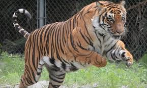 Top things to do in big cat habitat and gulf coast sanctuary. Up To 58 Off Animal Park Admission In Sarasota Big Cat Habitat Groupon