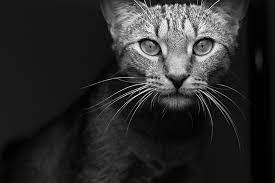 Why Did My Cat Scream And Die Suddenly Paws And Effect