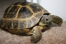 Types Of Pet Tortoises How To Take Care Of A Turtle