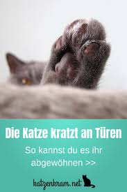 Wenn Deine Katze An Geschlossenen Turen Kratzt Katzen Katze Kratzt An Tur Katzen Fakten