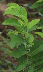 Image result for Annona squamosa