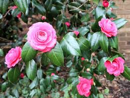 Full sun to partial shade. Camellias Have Glossy Leaves And Produce Flowers That Look Much Like Roses But Without The Fragranc Rose Like Flowers Shade Loving Shrubs Early Spring Flowers