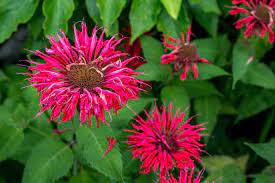 Attract Hummingbirds And Butterflies With Red Bee Balm Plants In 2021 Bee Balm Plant Bee Balm How To Attract Hummingbirds
