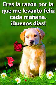 Estamos a primera hora de la mañana y ya te echo de menos. Frases De Buenos Dias Para Mi Amor Gratis Fur Android Apk Herunterladen