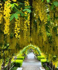 Image result for Laburnum