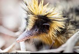 13 Interesting Facts About The Lowland Streaked Tenrec Animals Weird Animals Cute Animal Pictures