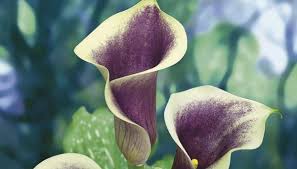 Producono un fiore a calice che è perfetto per creare bouquet da sposa ma anche centrotavola o composizioni floreali per decorare la casa. Calla