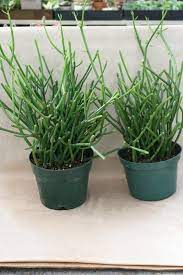 How To Grow The Pencil Cactus Planting Succulents Indoors Pencil Cactus Plants