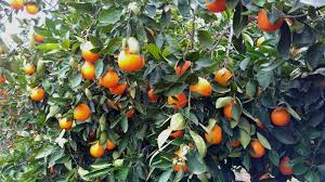 I have to disagree with the two floridians above. 90210 Farmer Tangelos