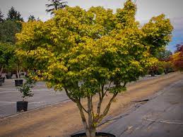 It's also a tree i won't let my wife talk me into planting at. Katsura Japanese Maple Trees For Sale Online The Tree Center