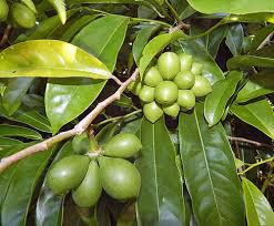 Image result for Artabotrys