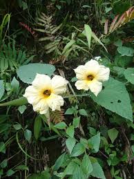 Image result for Momordica pterocarpa