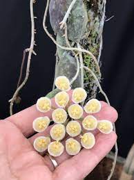 Hoya Imbricata Var Basisubcordata