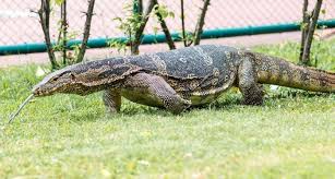 Plus, membuat sirip dan ekornya tumbuh mulus dan indah. Apa Hukum Makan Biawak Islampos