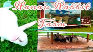 Detail harga tiket masuk obyek wisata dieng. Harga Tiket Masuk Ke Rabbit Farm Ranau 2019 Cute766