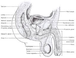 For those of you studying human anatomy, here' s a great diagram of the major organs in our body! Reproduction Qld Science Teachers