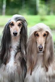 Image Result For Afghan Hound Afghanischer Hund Hassliche Hunde Afghanischer Windhund