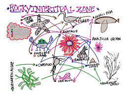 Organisms that occupy the second trophic level in the grazing food chain. Imaginary Food Web Example 2 National Geographic Society