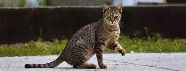 Cat Limping Possible Causes And What To Do Veterinary Specialists Of The Rockies