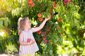 Self pollinating or self fertile trees on the other hand can manage to produce fruit on their own without other trees' help in pollination. Knowing Which Fruit Trees Grow Best In Illinois And How To Care For Them