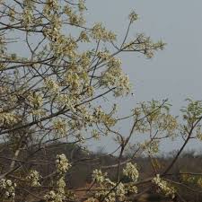 Image result for Xeroderris stuhlmannii