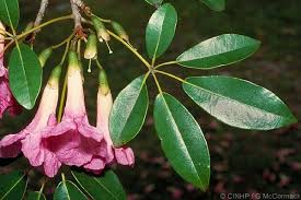 Image result for Tabebuia heterophylla