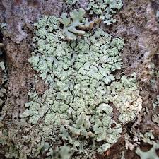 Image result for Melinis ambigua