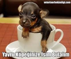Erkek Ve Disi Kopek Isim Listesi