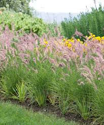Check spelling or type a new query. 1 X Ornamental Grass Pennisetum Karley Rose 2 Or 3lt Pots In Bloom 12 00 Broadway Road Nurseries