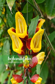 Image result for Thunbergia mysorensis