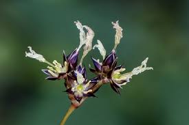 Image result for Luzula abyssinica