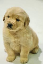 Maybe you would like to learn more about one of these? Golden Retriever For Sale Puppies For Sale In Delhi Ncr At Best Price Dav Pet Lovers
