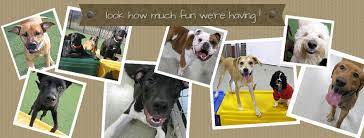 All american pet resorts rochester hills offers over 11,000 square feet of luxury dog boarding, grooming, and daycare. All American Pet Resorts Rochester Hills Home Facebook
