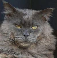 Cats for adoption in dubai , check the website now to see more ads. Maine Coon Breeders Near Maple Ridge British Columbia
