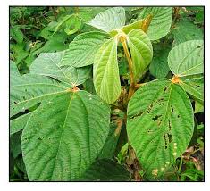 Image result for Flemingia