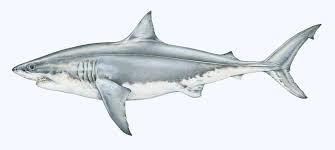 Pin De Yasar Sengul En White Shark Carcharodon Carcharias Dibujo De Tiburon Tatuajes De Tiburones