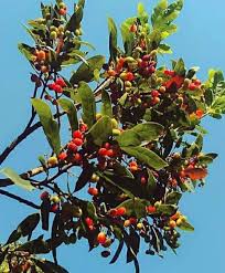 Image result for Rhynchosia mannii