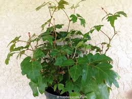 Image result for Cissus rubiginosa