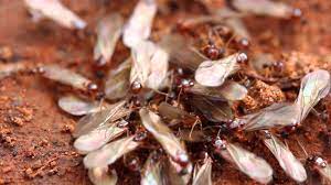 Hometeam pest defense (maryland central). Central Maryland Pest Control Hometeam Pest Defense