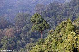How To Save The Rainforest