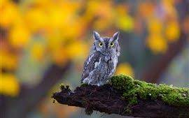 かわいいフクロウ 苔 自然 壁紙 壁紙プレビュー フクロウ 壁紙 かわいい かわいい