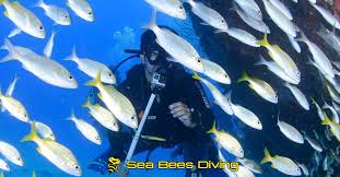 Advanced Open Water Course - Phuket - Sea Bees Diving Thailand