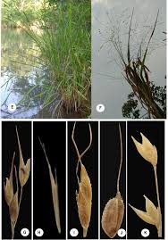 Image result for Enteropogon monostachyos