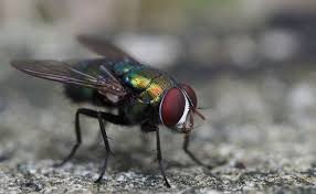 Comment utiliser ces huiles essentielles ? Comment Fabriquer Un Piege A Mouches
