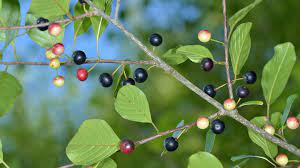 Can you eat plums and fruit from trees with black knot? Alder Buckthorn Frangula Alnus Woodland Trust