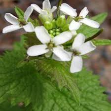 Image result for Lobelia petiolata