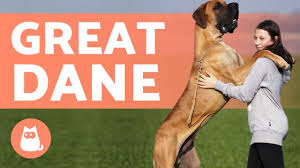 Please also check my other breeder page and the great dane club of america's you may also want to check out the breeder page on the great dane club of america site at gdca.org. Great Dane For Adoption In Denver Co Area Adopt Ripley