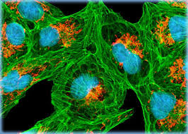Vero cells, also known as african green monkey kidney cells, were officially isolated from african green monkey kidneys by japanese scholars yasumura y and kawakita y in 19621. Distribution Of Mitochondria And F Actin In Vero Cell Cultures Olympus Ls