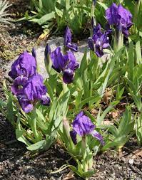 Iris Subbiflora Wikipedia