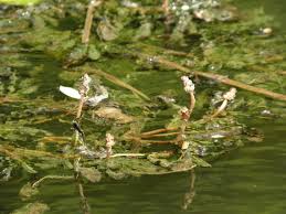 Image result for Potamogeton crispus